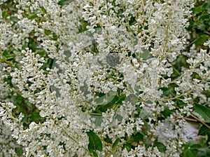 Fallopia baldschuanica is an Asian species of flowering plant in the cornflower family