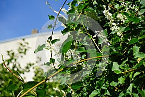 Fallopia baldschuanica blooms in July. Berlin, Germany