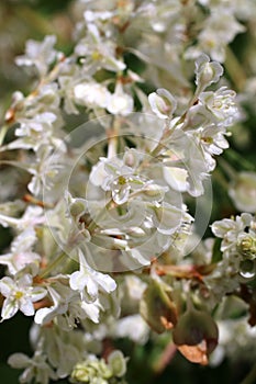 Fallopia baldschuanica - wild plant