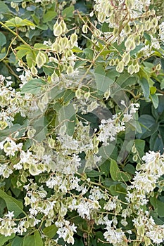 Fallopia, a genus of about 12 species of flowering plants in the buckwheat family.