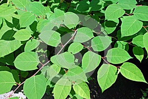 Fallopia japonica