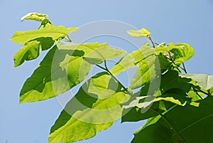 Fallopia sachalinensis