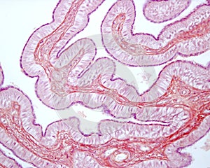 Fallopian tube. Ciliated epithelium photo