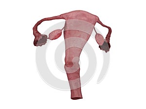 Fallopian tubes with uterus and ovaries