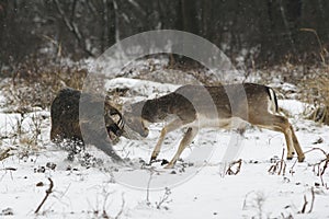 Fallow buck - boar fight