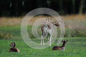 Fallow buck on the meadow