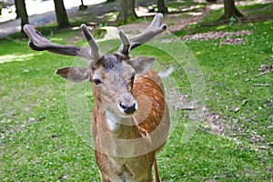 Fallow buck on a meadow