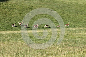 Fallow bucks