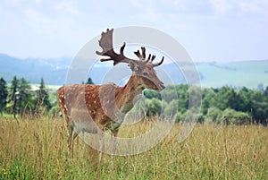 Fallow deer photo