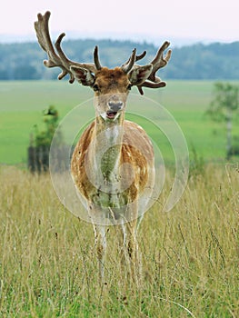 Fallow deer photo