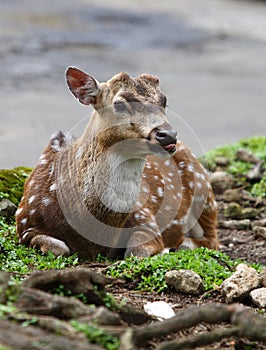 Fallow Deer