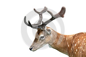 Fallow deer photo