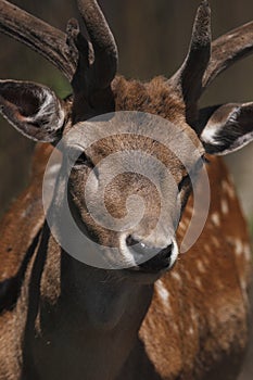 Fallow deer