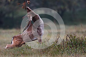 Fallow deer