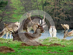 Fallow Deer photo