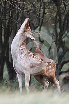 Fallow deer