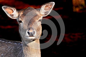 Fallow deer