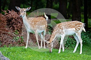 Fallow deer 