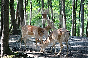 Fallow deer