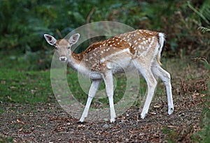 Fallow Deer