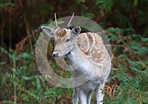 Fallow Deer