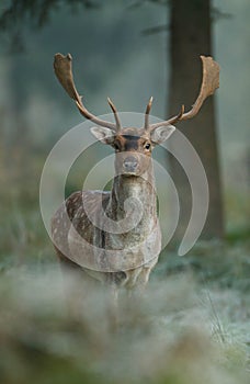 Fallow deer photo