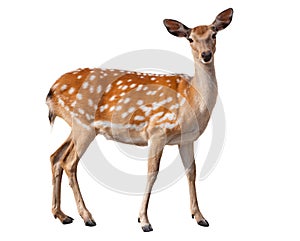 Fallow Deer photo