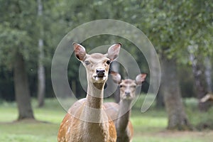 Fallow deer