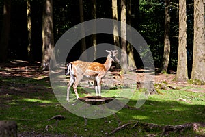 Fallow deer