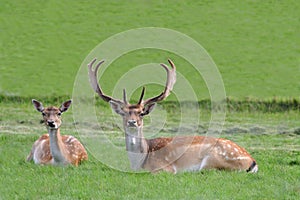 Fallow deer