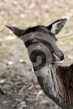 Portrait of a female deer