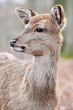 Fallow deer