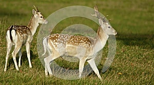 Fallow deer