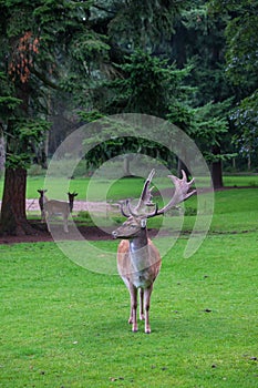 Fallow deer