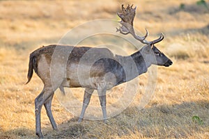 Fallow Deer