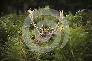 Fallow deer