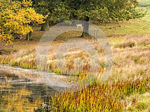 Fallow deer