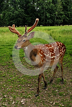 Fallow Deer