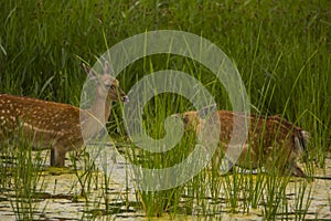 Fallow deer in Aiguamolls De L`Emporda Nature Reserve, Spain
