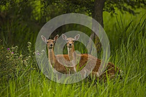 Fallow deer in Aiguamolls De L`Emporda Nature Reserve, Spain photo