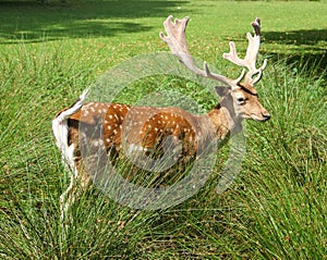Fallow Deer with Antlers