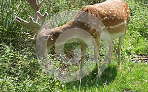 Fallow Deer with Antlers Feeding