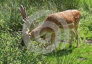 Fallow Deer with Antlers Feeding