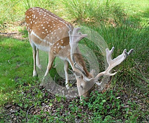 Fallow Deer with Antlers Feeding