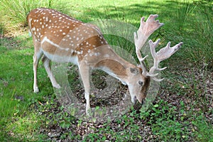 Fallow Deer with Antlers Feeding