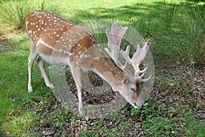 Fallow Deer with Antlers Feeding