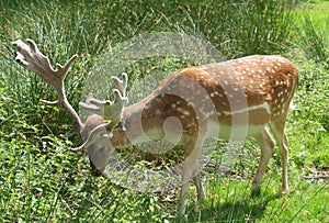Fallow Deer with Antlers