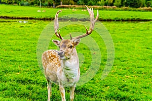 Fallow Deer with Antlers in a meadow