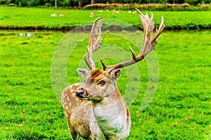 Fallow Deer with Antlers in a meadow