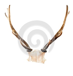 Fallow deer antlers